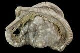 Crinoid Crown (Agaricocrinus) Fossil - Crawfordsville, Indiana #94783-1